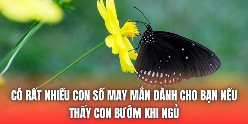 Có rất nhiều con số may mắn dành cho bạn nếu thấy con bướm khi ngủ